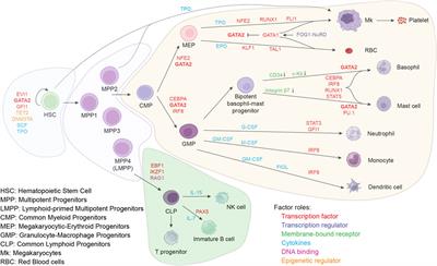 The role of GATA2 in adult hematopoiesis and cell fate determination